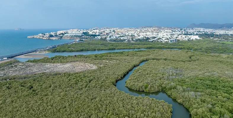 Forest and sea