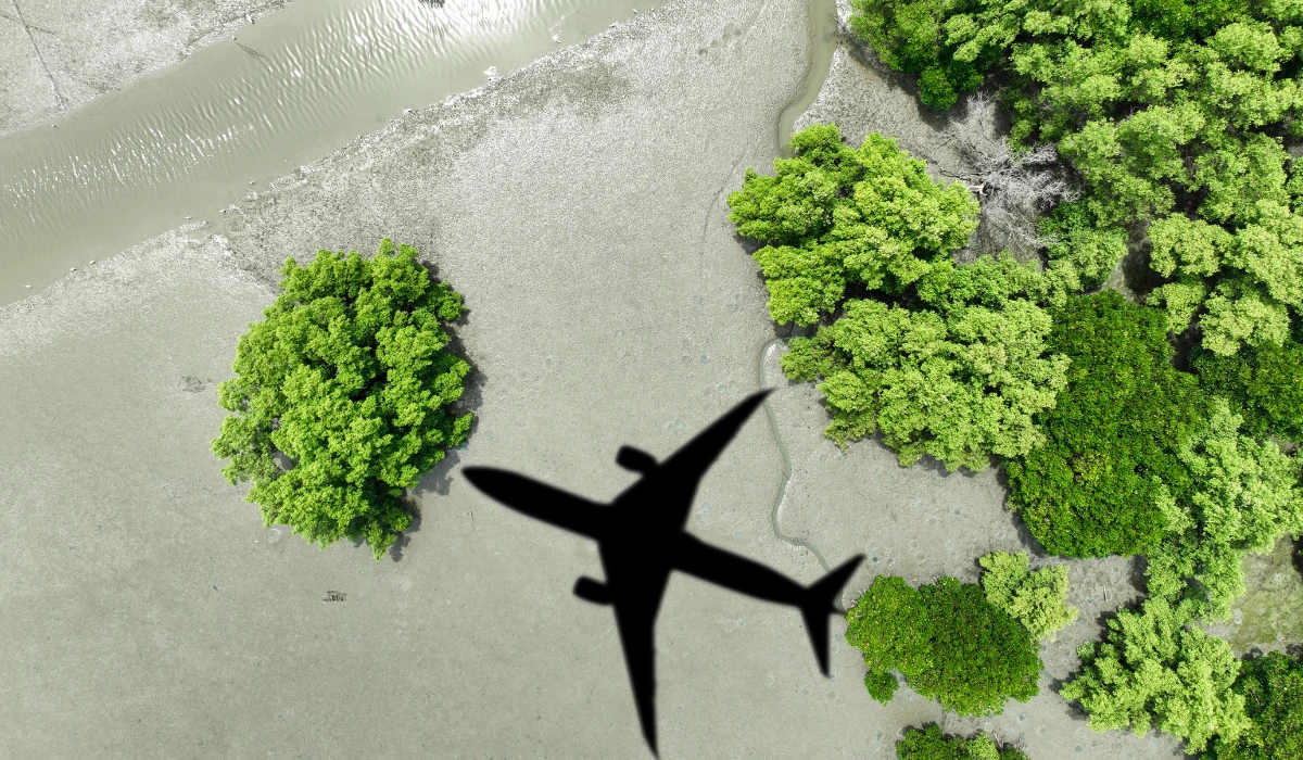 An aircraft seen from below, flying through trees