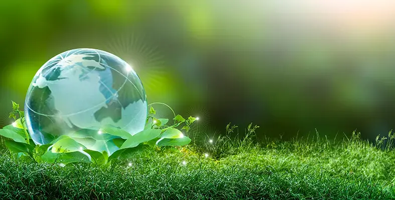 Image of green grass. 