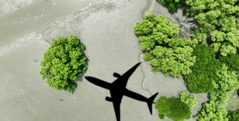 An aircraft seen from below, flying through trees